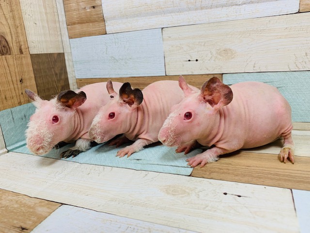 スキニーギニアピッグ