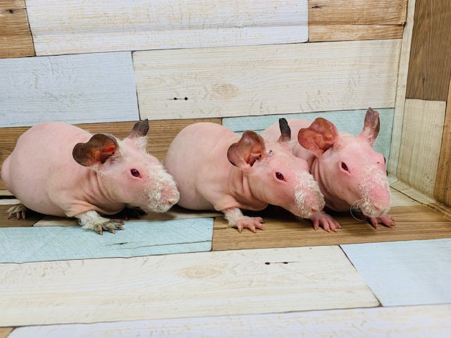 スキニーギニアピッグ