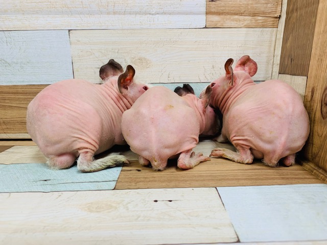 スキニーギニアピッグの兄弟です♪ スキニーギニアピッグ