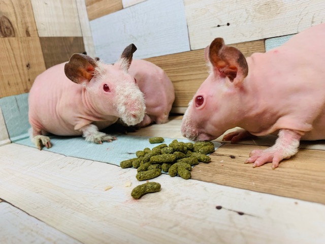 スキニーギニアピッグの兄弟です♪ スキニーギニアピッグ