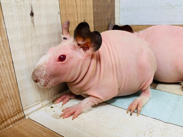 スキニーギニアピッグの兄弟です♪ スキニーギニアピッグ