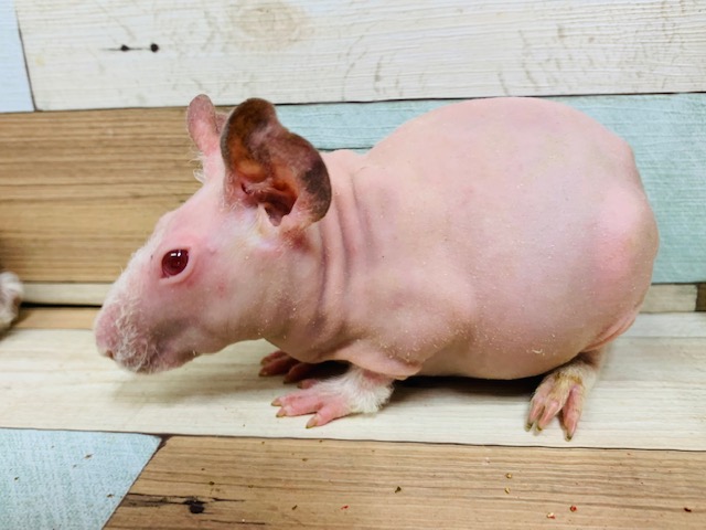 スキニーギニアピッグ