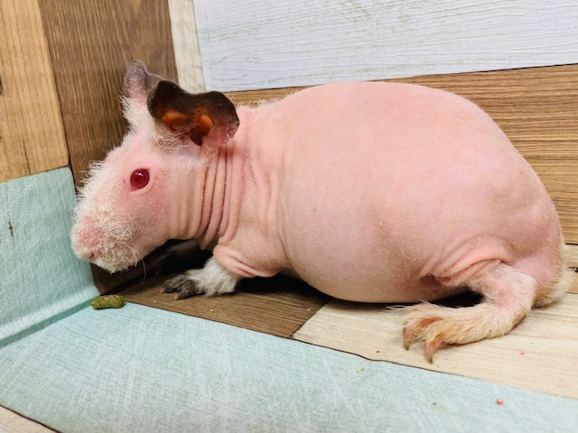 スキニーギニアピッグ