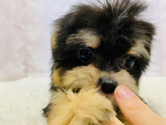 チワマル（マルチワ）