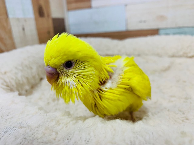 セキセイインコ