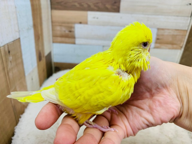 セキセイインコ