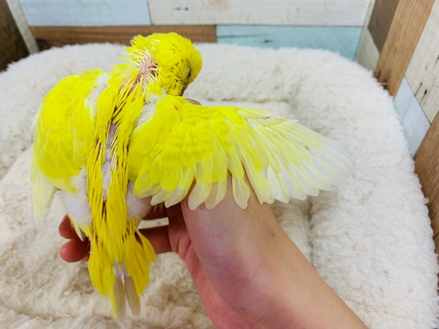 セキセイインコ