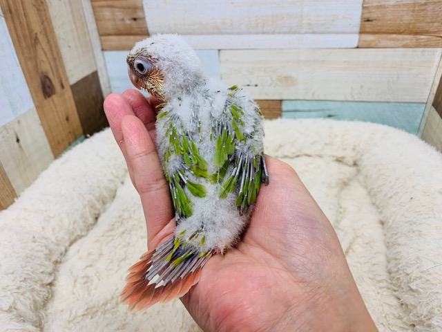 ホオミドリウロコインコ