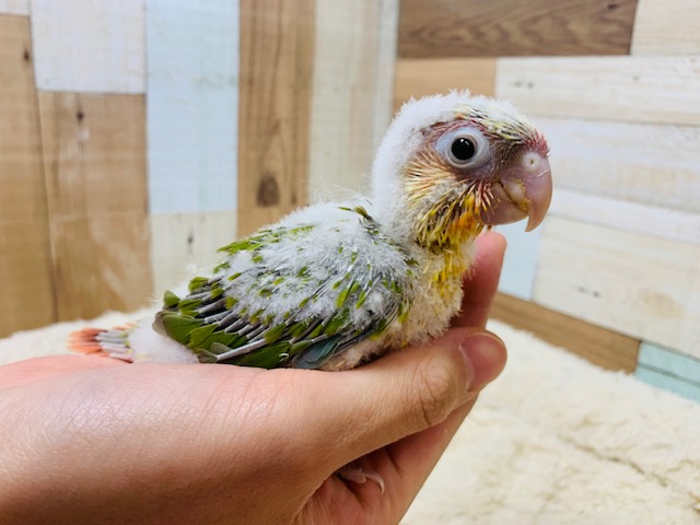ホオミドリウロコインコ
