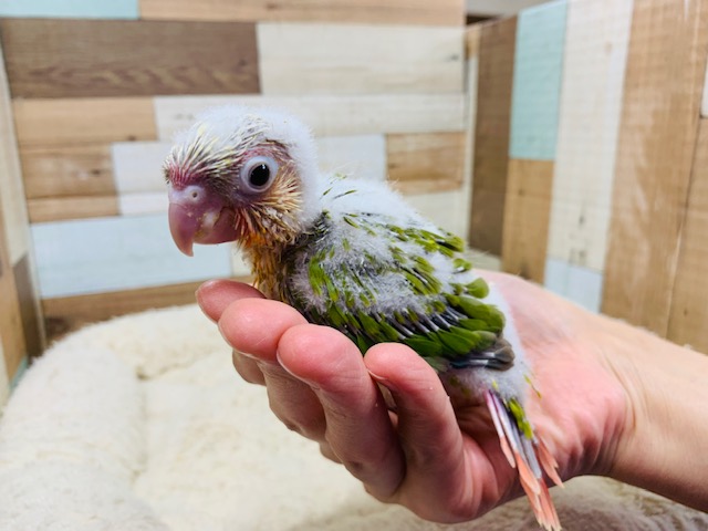 ホオミドリウロコインコ