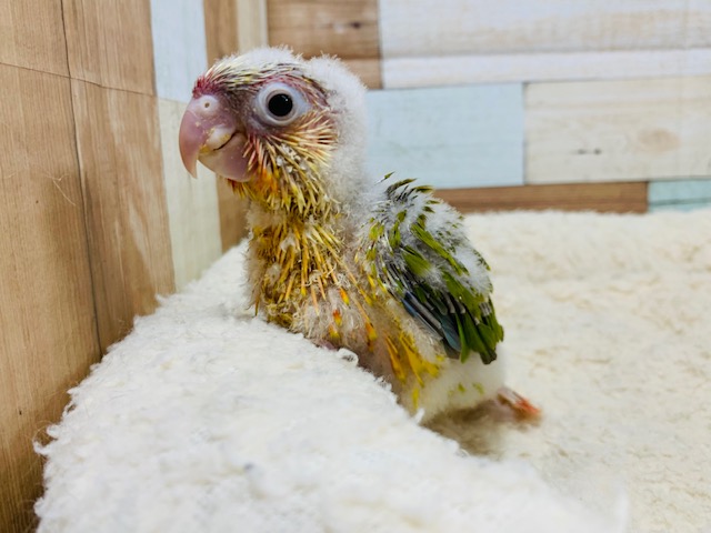 ホオミドリウロコインコ