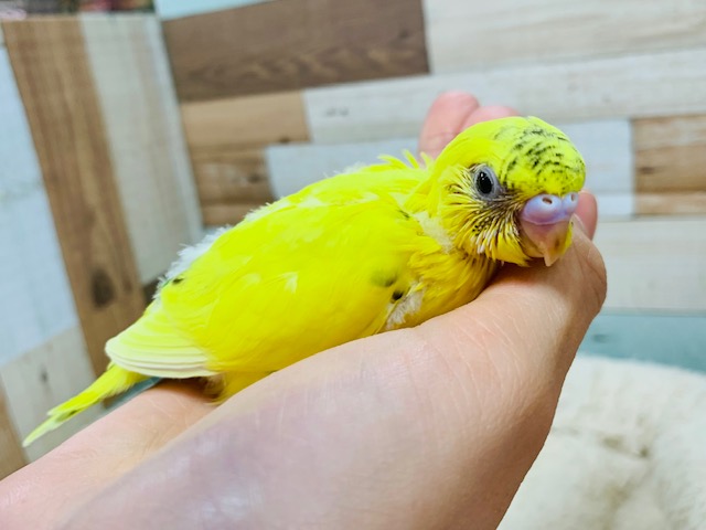 セキセイインコ