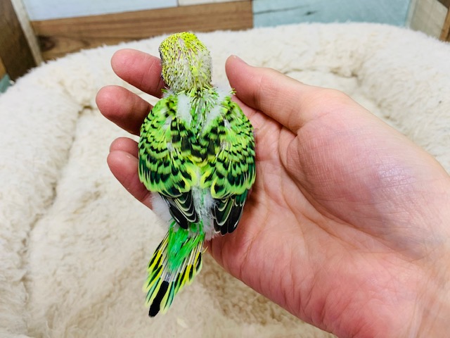 セキセイインコ