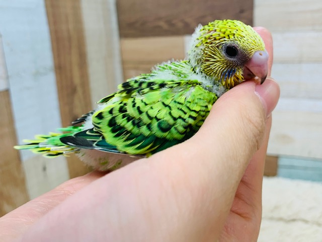 セキセイインコ