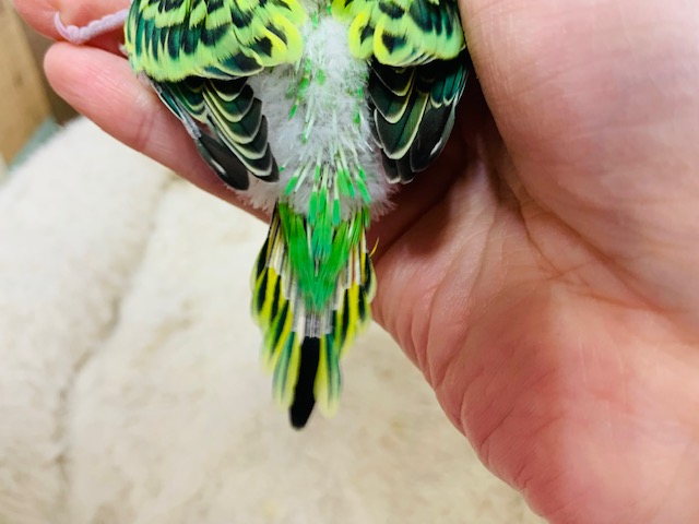 セキセイインコ