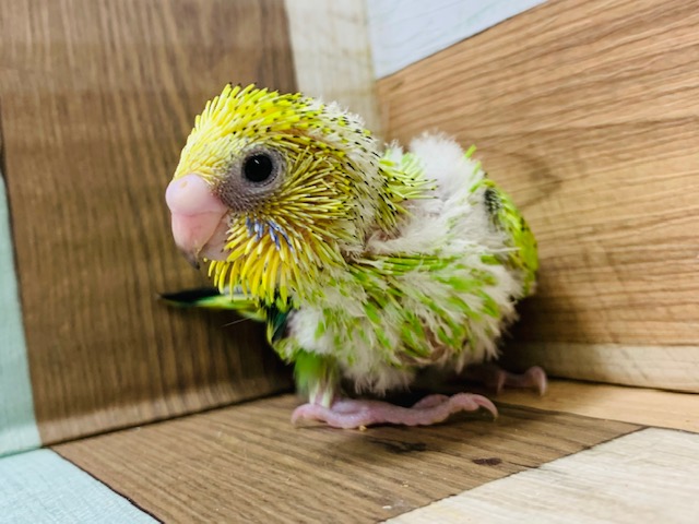 セキセイインコ