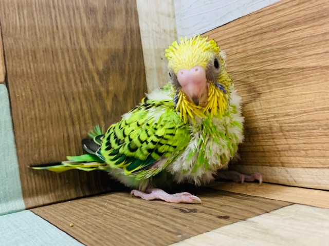 セキセイインコ