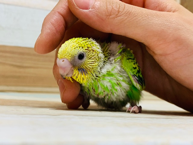 セキセイインコ