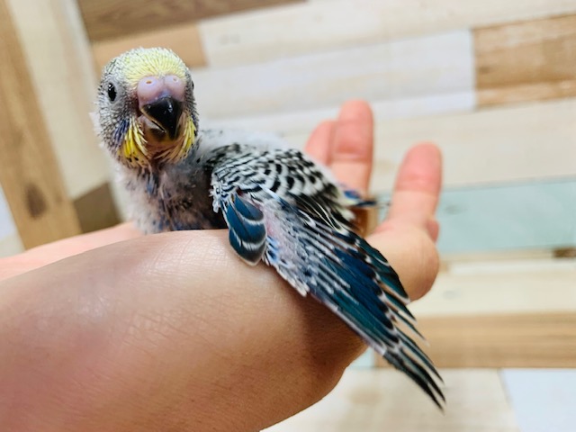 セキセイインコ