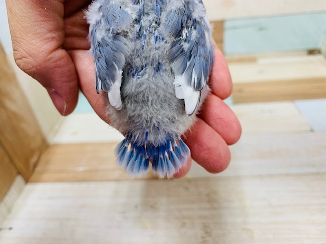 珍しいカラー♪ピトッと感がたまらない♡コザクラインコ(バイオレットオパーリンパイド)さん! コザクラインコ(小桜インコ)