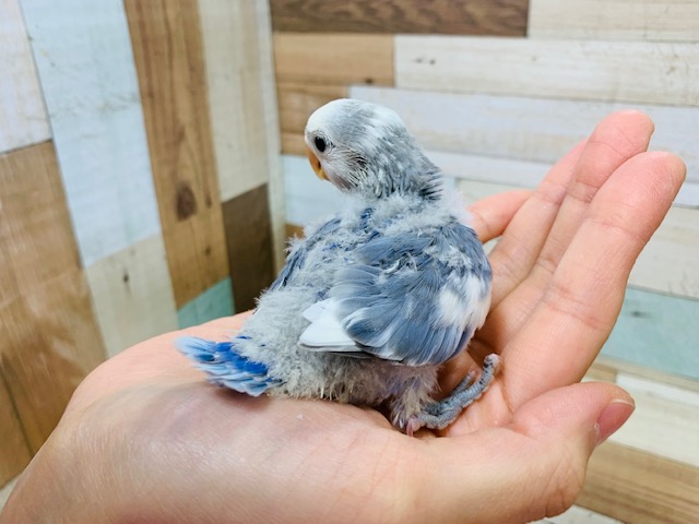 コザクラインコ（小桜インコ）