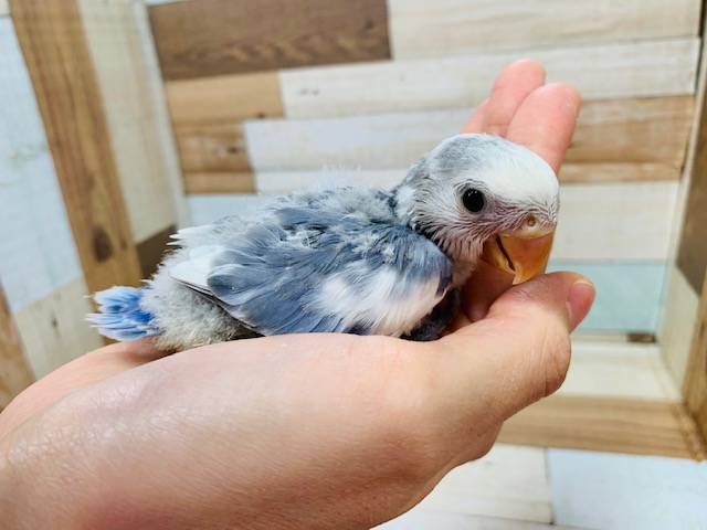 コザクラインコ（小桜インコ）