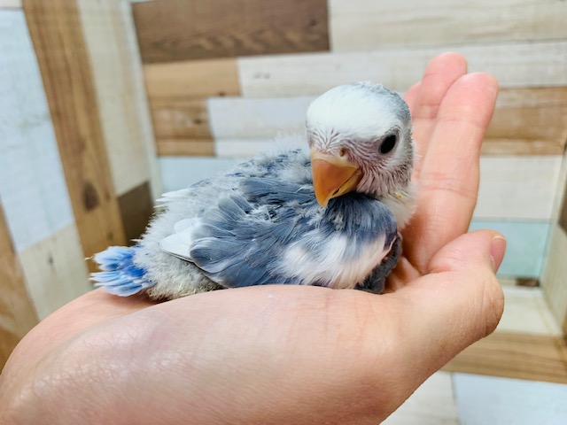 コザクラインコ（小桜インコ）
