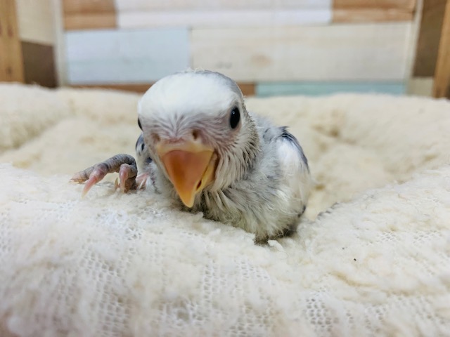 コザクラインコ（小桜インコ）