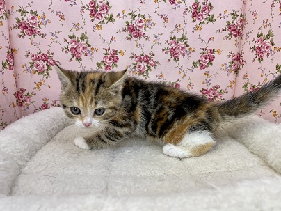 スコティッシュフォールド