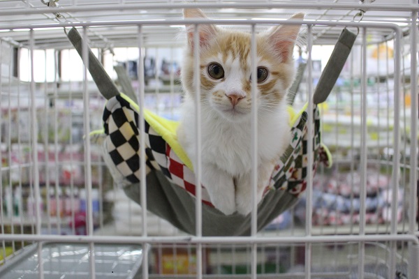 スコティッシュフォールド