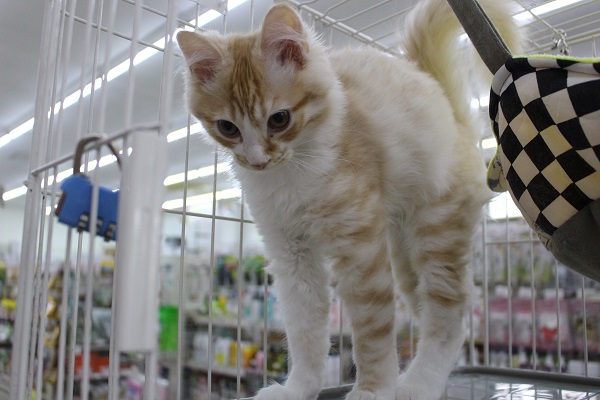 スコティッシュフォールド