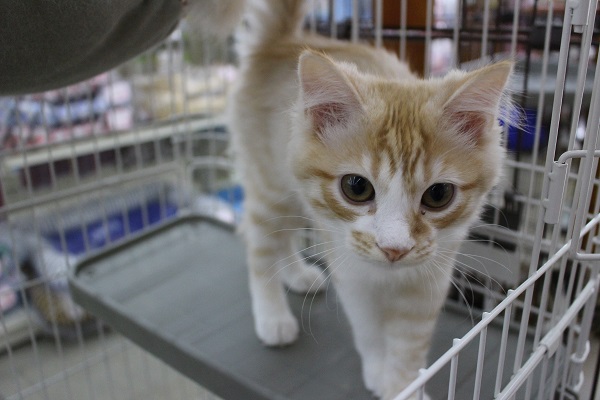 スコティッシュフォールド