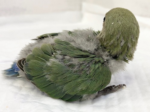 コザクラインコ（小桜インコ）