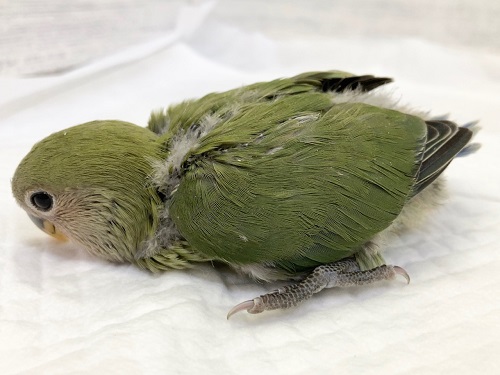 コザクラインコ（小桜インコ）