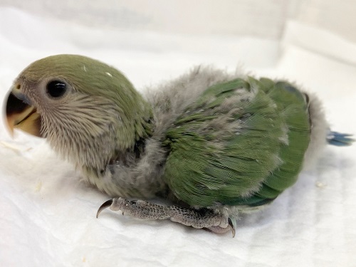 コザクラインコ（小桜インコ）