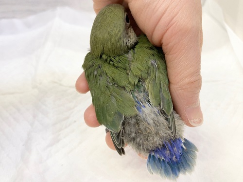 コザクラインコ（小桜インコ）