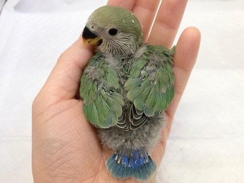 コザクラインコ（小桜インコ）