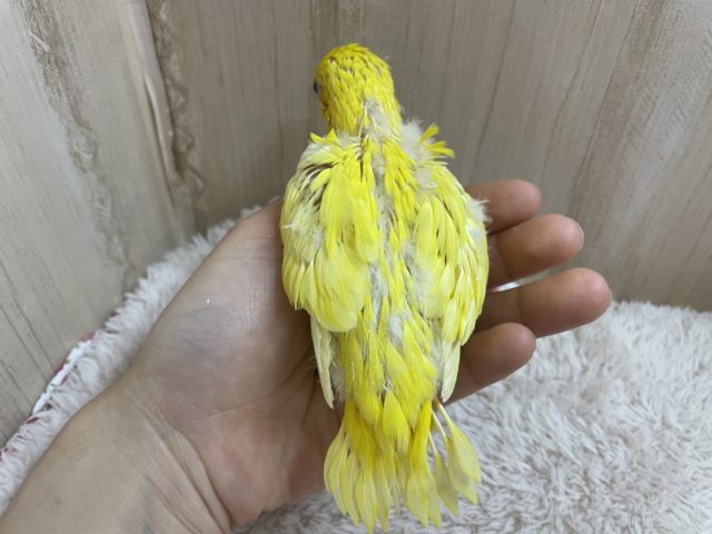 サザナミインコ