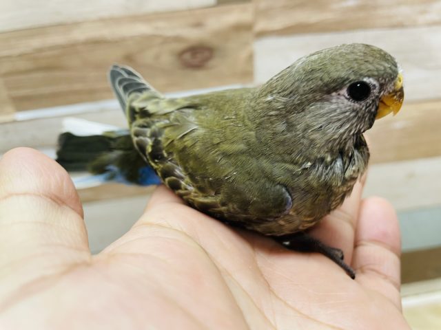 アキクサインコ（秋草インコ）