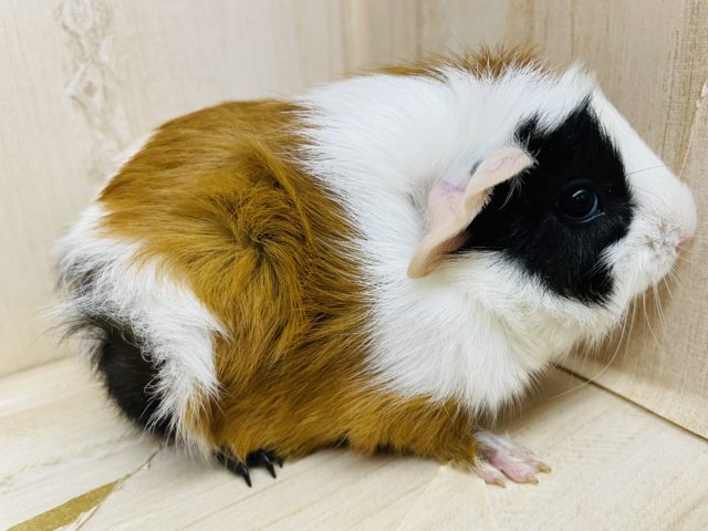 アビシニアンモルモット