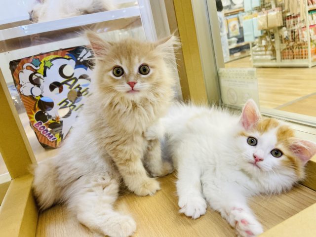 超が付くほどの甘えん坊✨サイベリアンちゃん! サイベリアン