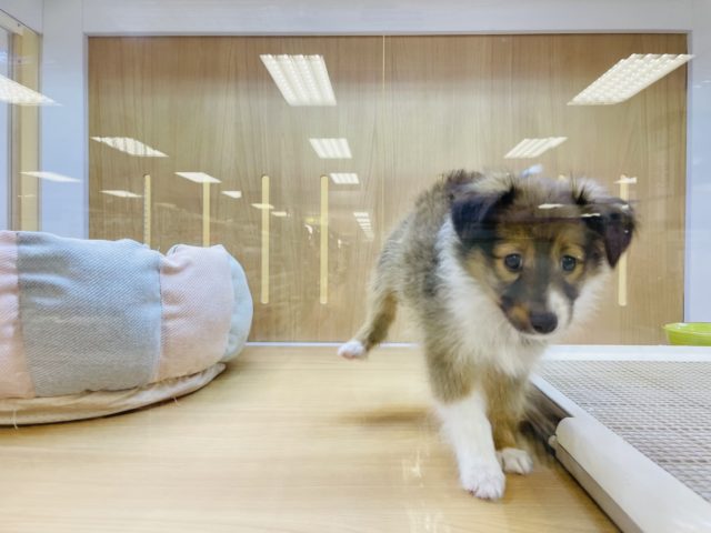 シェットランドシープドッグ（シェルティ）