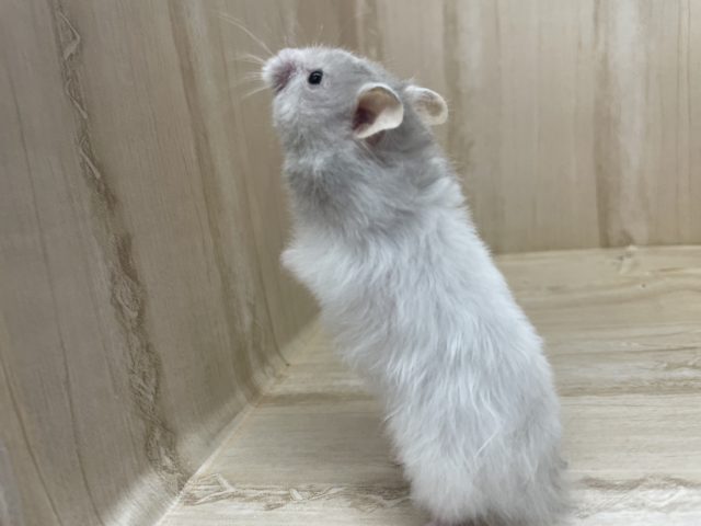 ゴールデンハムスター