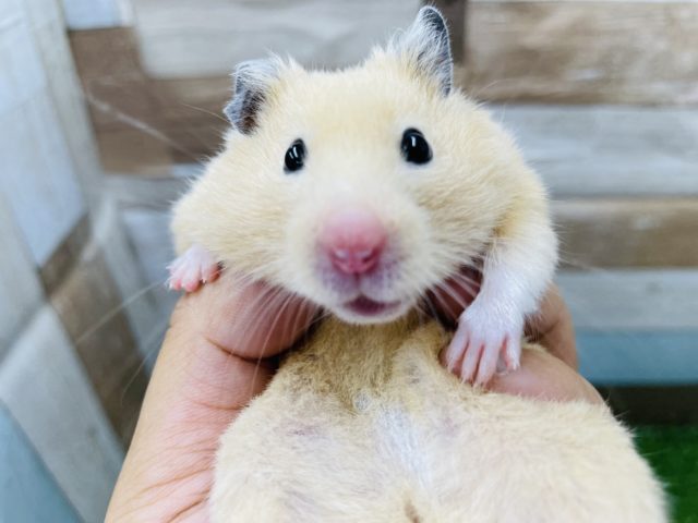 ゴールデンハムスター