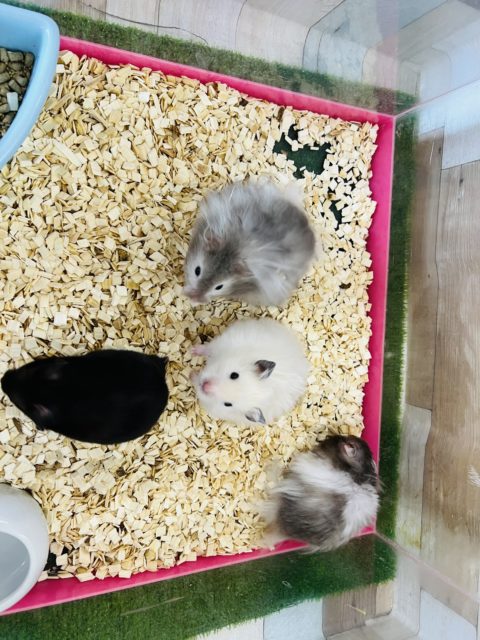 ゴールデンハムスター