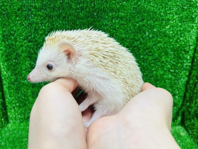 ハリネズミ（ヨツユビハリネズミ）