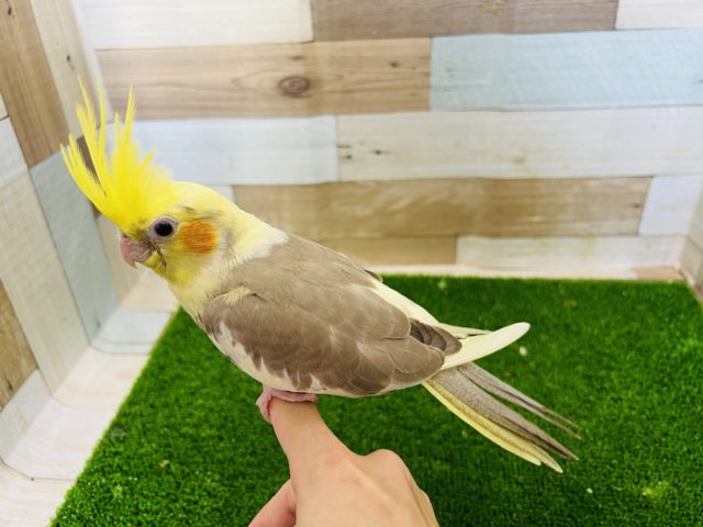 オカメインコ