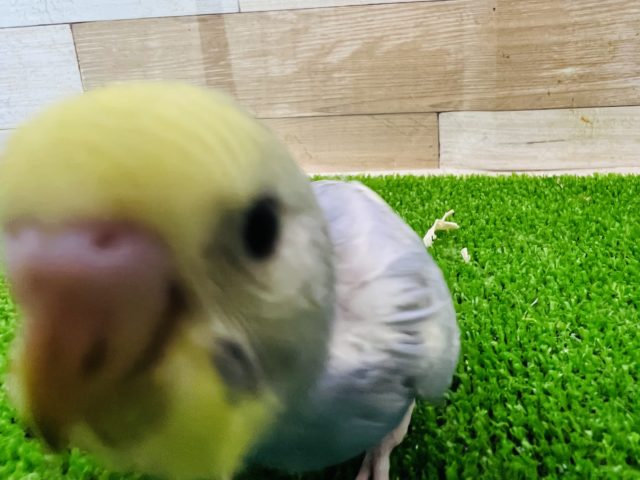 セキセイインコ