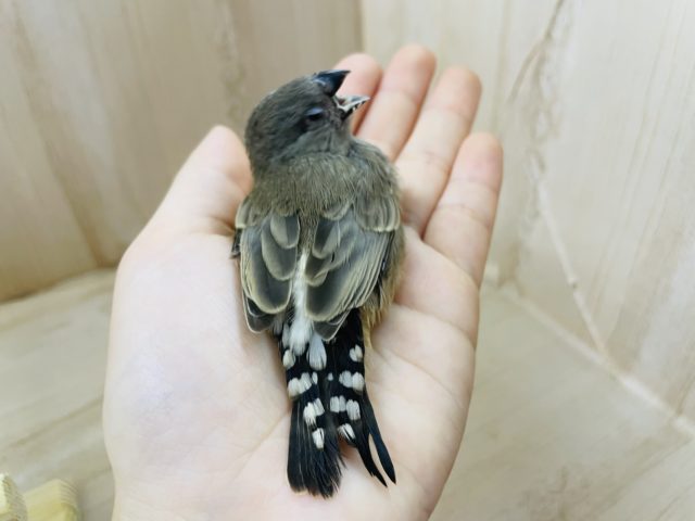 錦花鳥（キンカチョウ）