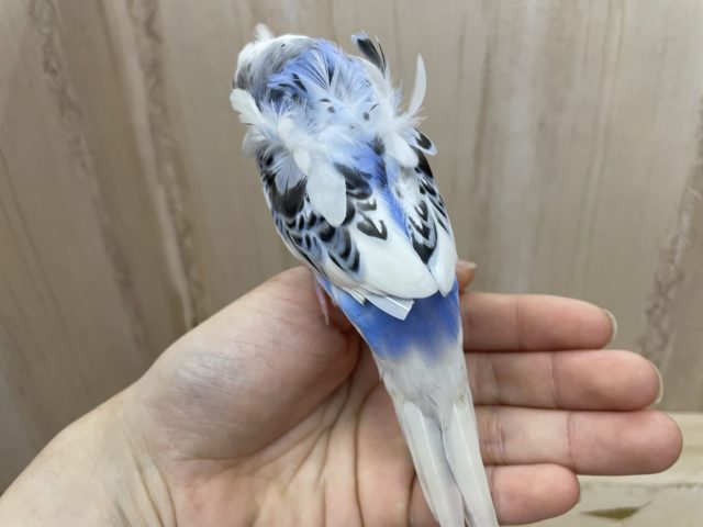 羽衣セキセイインコ